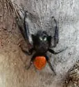 Phidippus texanus - photo 5