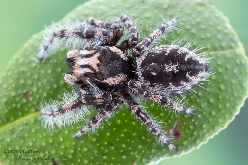 Phidippus tigris - photo 2