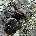 Phidippus toro - photo 2
