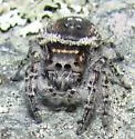 Phidippus toro - photo 3