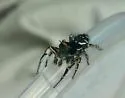 Phidippus toro - photo 4