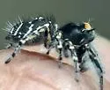 Phidippus toro - photo 5