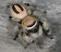 Phidippus tux - Phidippus tux
