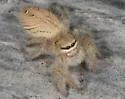 Phidippus tux - photo 2