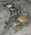 Phidippus tux - photo 3