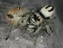 Phidippus tux - photo 4