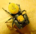 Phidippus tyrannus