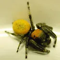 Phidippus tyrannus - photo 2