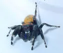 Phidippus tyrannus - photo 3