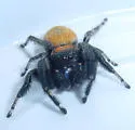 Phidippus tyrannus - photo 4