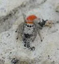 Phidippus tyrannus - photo 5