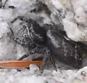 Phidippus tyrrelli