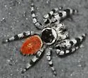 Phidippus tyrrelli - photo 2