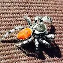 Phidippus tyrrelli - photo 3