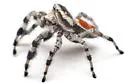 Phidippus tyrrelli - photo 4