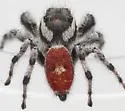 Phidippus tyrrelli - photo 5