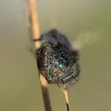 Phidippus ursulus