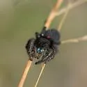 Phidippus ursulus - photo 2