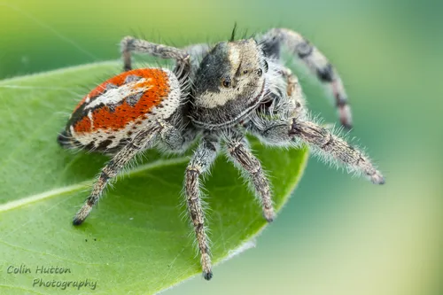 Phidippus vexans - photo 2