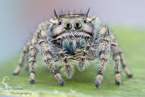 Phidippus vexans - photo 4