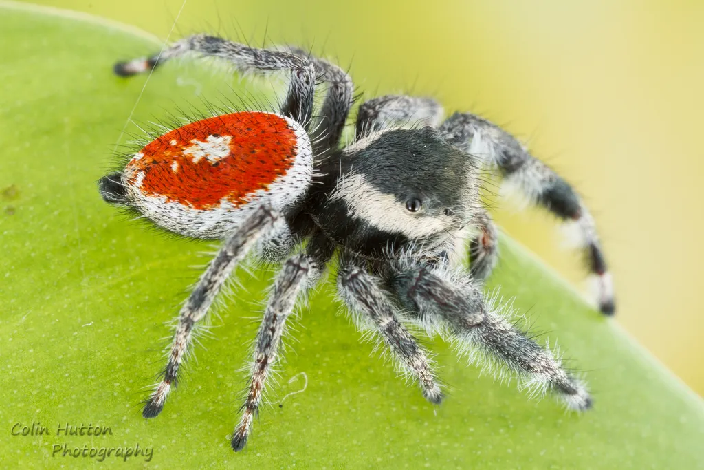 Phidippus vexans - photo 5