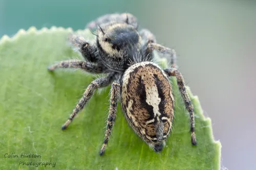 Phidippus vexans - photo 6