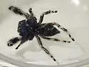 Phidippus workmani - photo 2