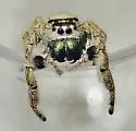 Phidippus workmani - photo 3