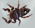 Phidippus workmani - photo 4