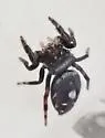 Phidippus workmani - photo 5