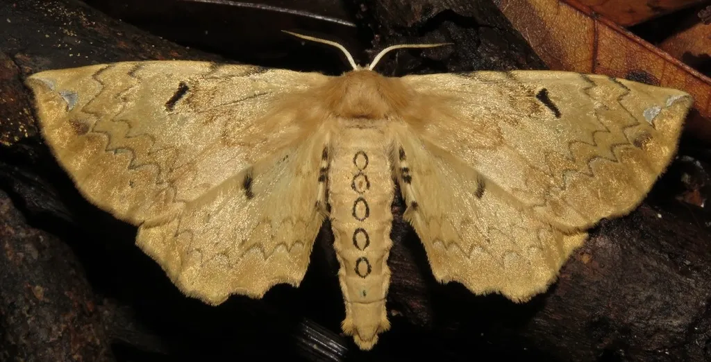 Phiditiidae - photo 2