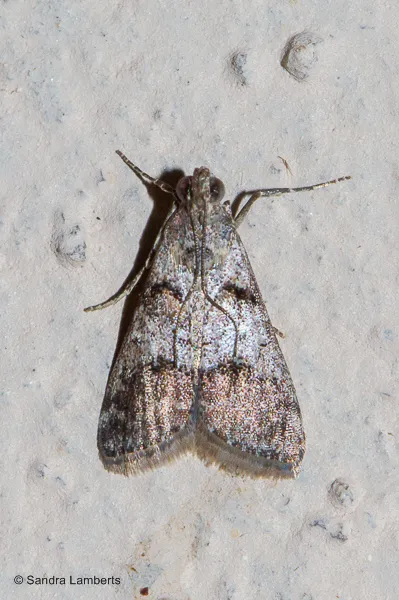 Phidotricha erigens - Hodges#5594.1 - photo 2