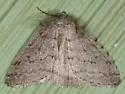Walnut Spanworm Moth - Hodges#6661