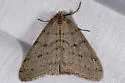 Walnut Spanworm Moth - Hodges#6661 - photo 2
