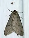 Walnut Spanworm Moth - Hodges#6661 - photo 3