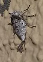 Walnut Spanworm Moth - Hodges#6661 - photo 4