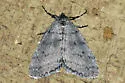 Walnut Spanworm Moth - Hodges#6661 - photo 5