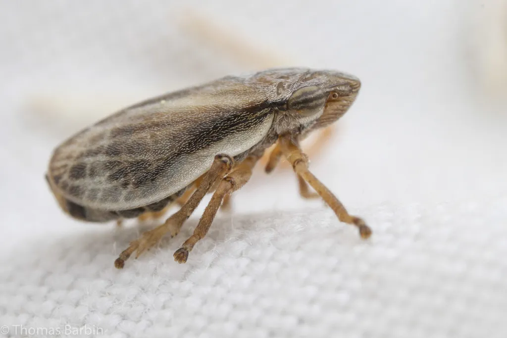 Prairie Spittlebug