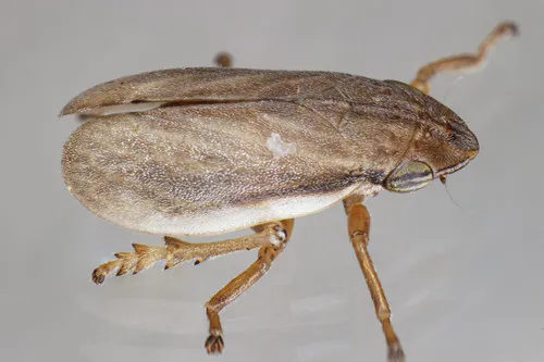Sand Plain Spittlebug