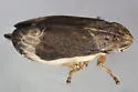 Salt Marsh Spittlebug