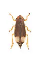 Salt Marsh Spittlebug - photo 4