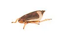 Salt Marsh Spittlebug - photo 5
