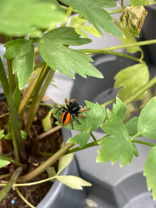 Philaeus chrysops - Philaeus chrysops