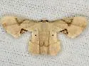 Philagraula slossoniae - Hodges#7654