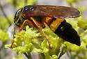 Bumble bee wolf - photo 2