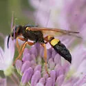 Bumble bee wolf - photo 4