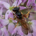 Bumble bee wolf - photo 5