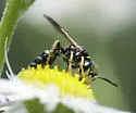 Philanthus bilunatus