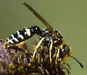 Philanthus bilunatus - photo 2