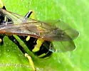 Philanthus bilunatus - photo 3